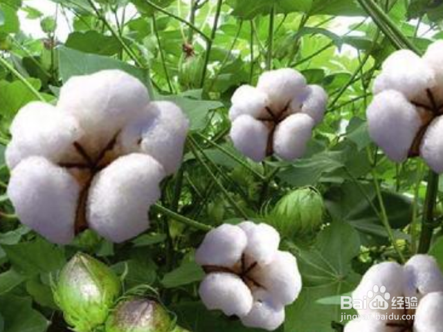 棉花应该怎么养殖？