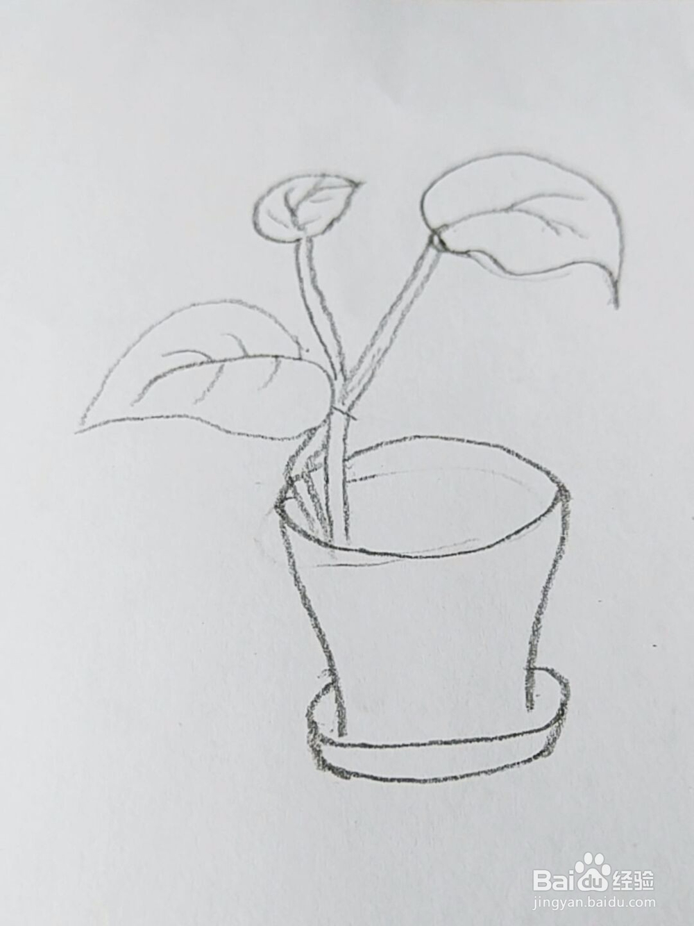 简笔画:绿萝小盆栽画法