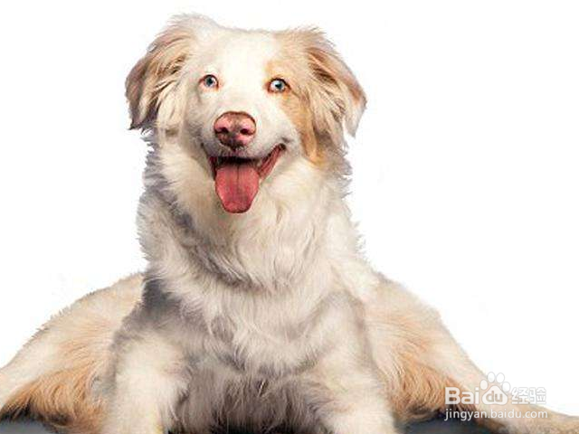 狗狗吃多了甜食好吗？