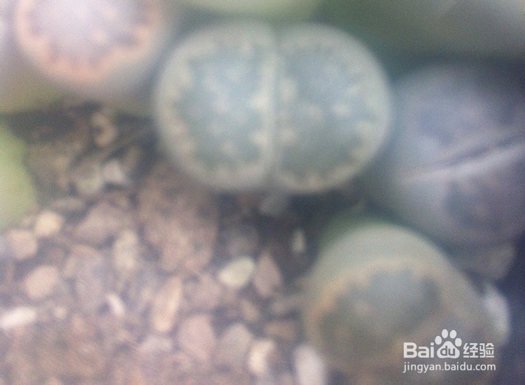 如何种植好多肉植物