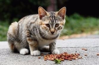 猫粮怎么选购？