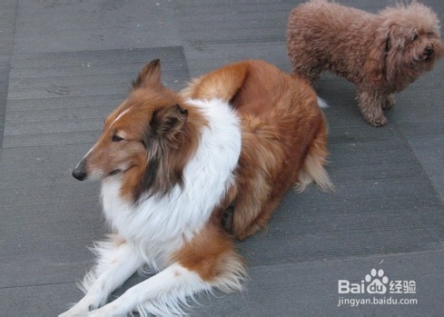 怎么防止狗狗乱叫？