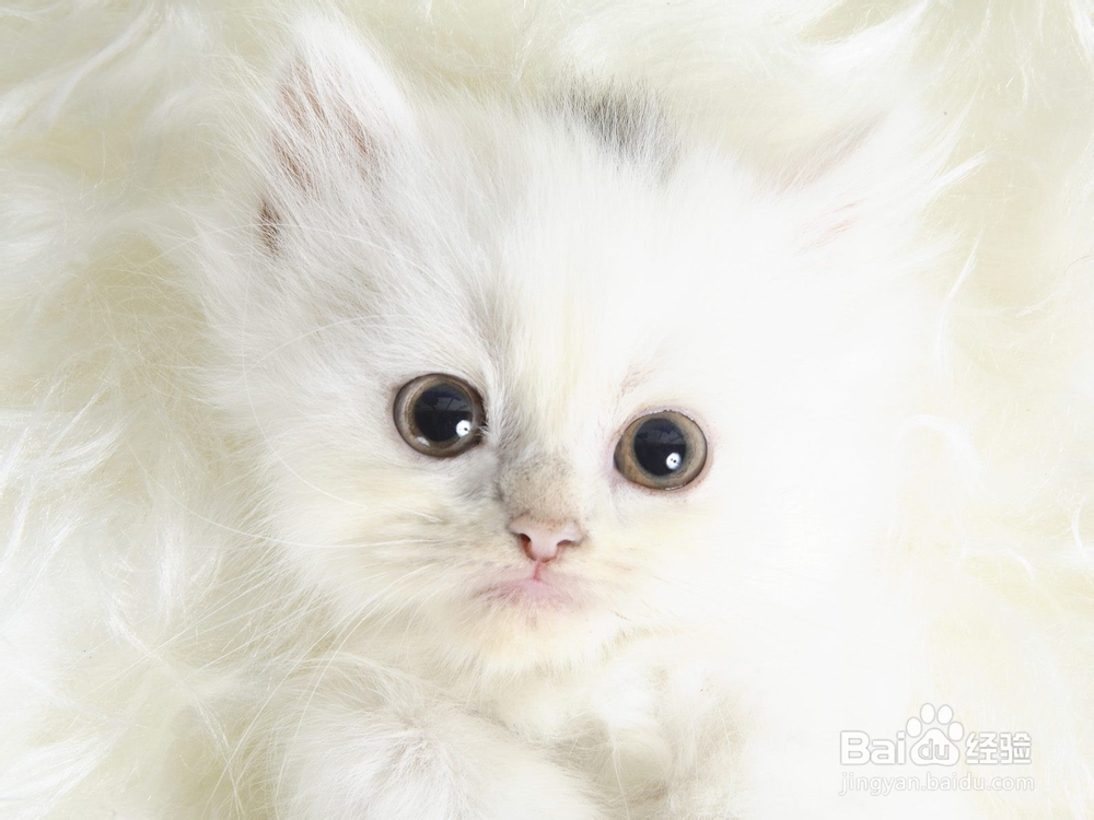 夏天如何给猫咪降温吃什么猫粮好