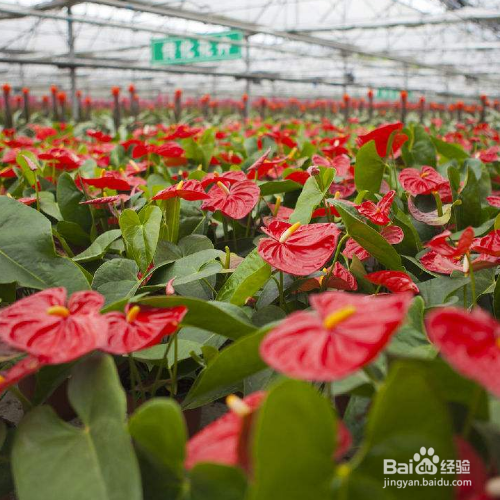 红掌叶子中间发黑又干枯是怎么回事?