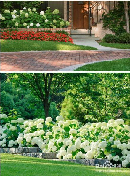 绣球花如何养殖