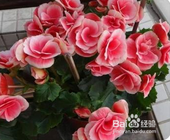 映山红杜鹃花怎么养