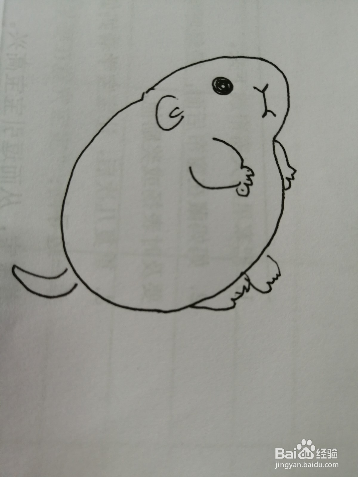 简笔画小仓鼠怎么画