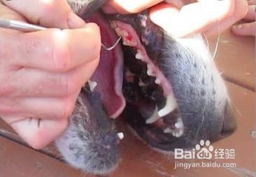 狗牙结石怎么去除