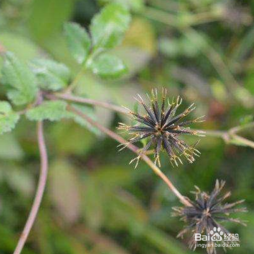 鬼针草的养殖方法和养殖技巧