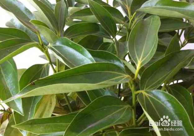 平安树怎么修剪