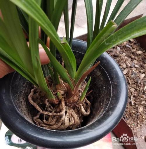 刚买的兰花种植方法