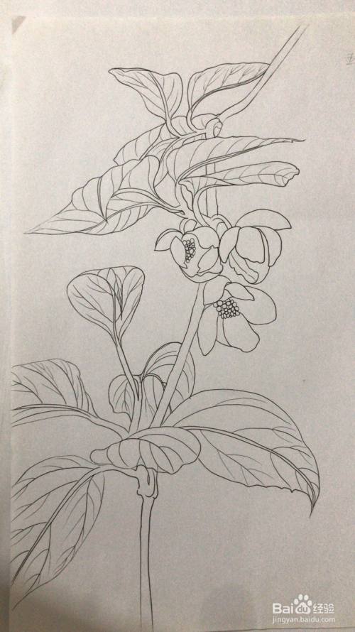 画五味子的花朵和枝叶