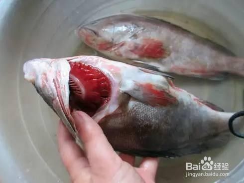 如何挑好吃新鲜的鱼？如何方便刮鱼鳞？