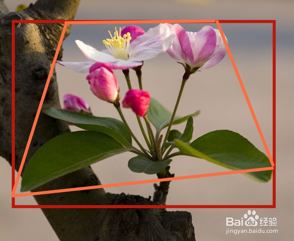 水彩花卉教程 | 跟又画一起画一幅海棠花吧