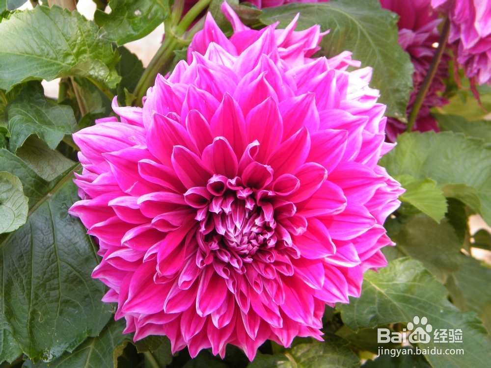 美丽的兰州：[2]春季花朵一景