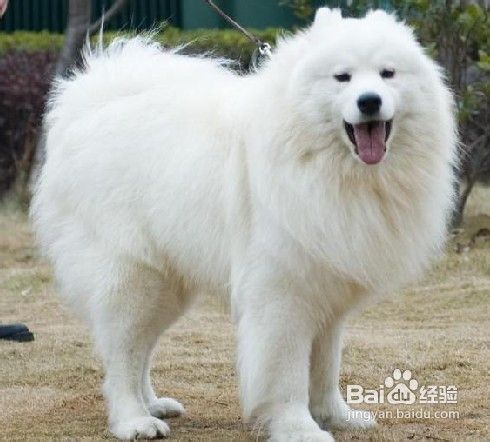 萨摩耶犬的分类