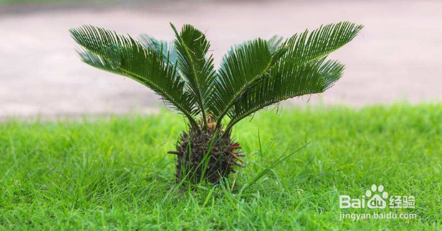 那些花卉对宠物有毒、怎么处理?(二)