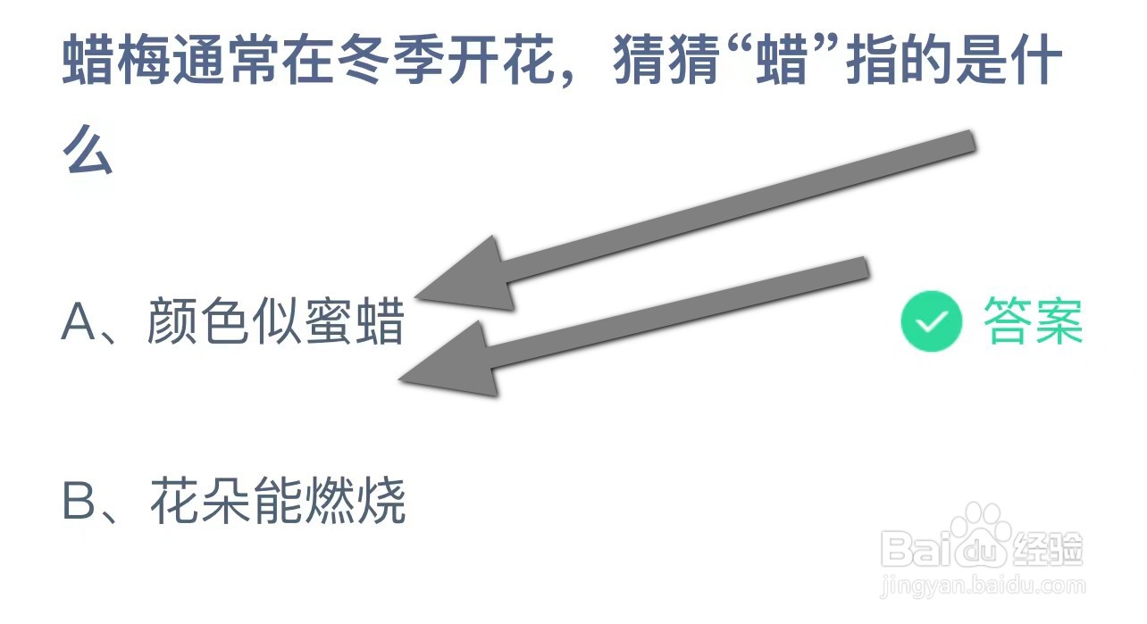 蜡梅通常在冬季开花，猜猜“蜡”指的是什么？