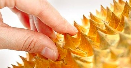 怎么挑选榴莲？