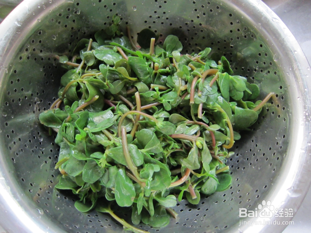 凉拌小菜蒜泥马齿苋的做法