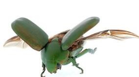 褐金龟飞屋子里怎么办