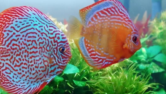 七彩神仙鱼肉身长度如何测量