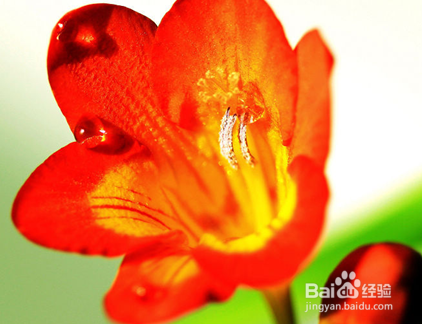 如何养殖香雪兰