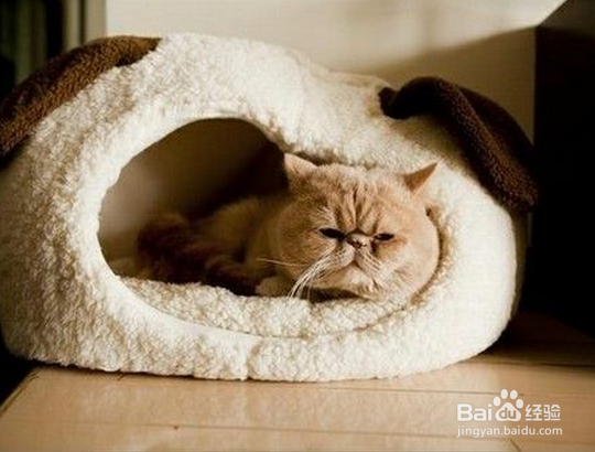 猫咪手术后伤口不愈合怎么办