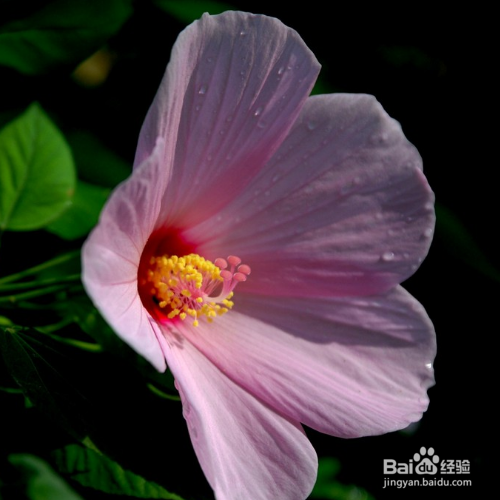 木芙蓉秋天该如何养？
