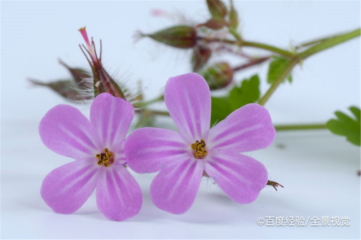 哺乳期能吃鱼腥草吗