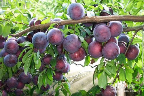 四月适合吃什么水果