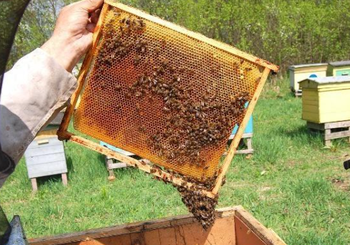 蜜蜂巢脾的厚度是多少