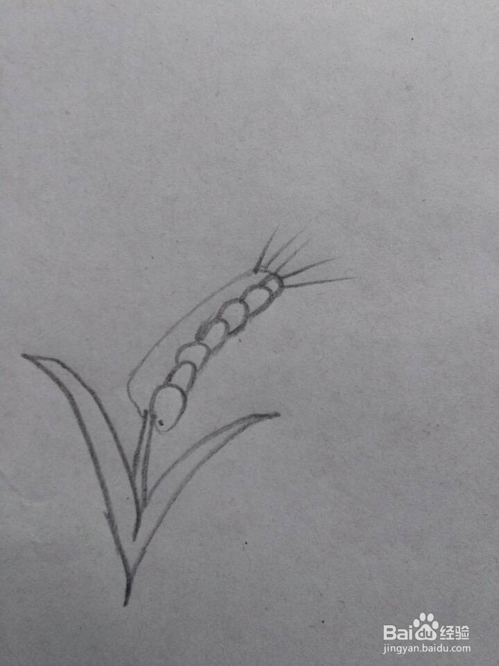 麦穗的简笔画一