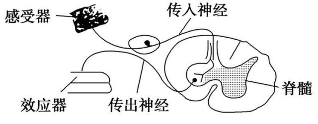 反射弧包括哪些环节