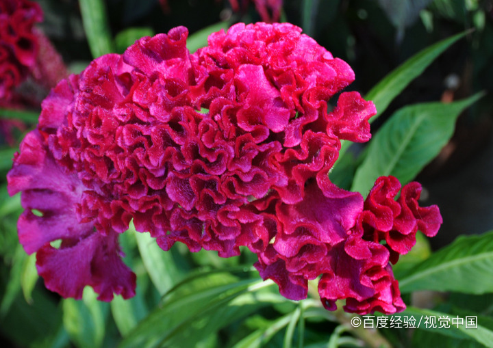 鸡骨草的作用有哪些