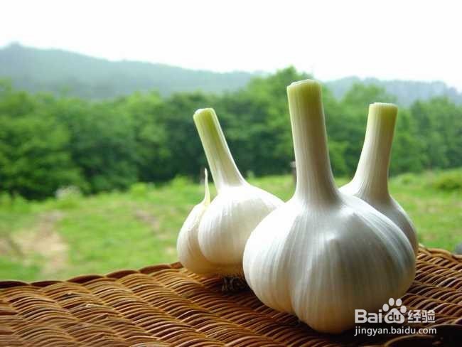 #家庭绿化#水培大蒜