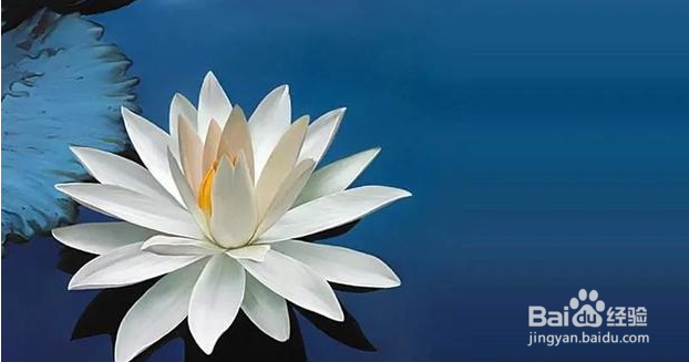 如何克服刮风对拍摄荷花的影响