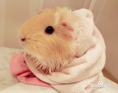 荷兰猪怎么洗澡