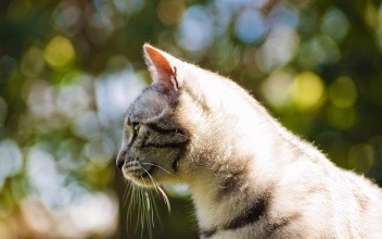 怎么相亲容易成功