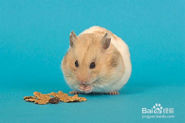 怎么能让仓鼠不打架?