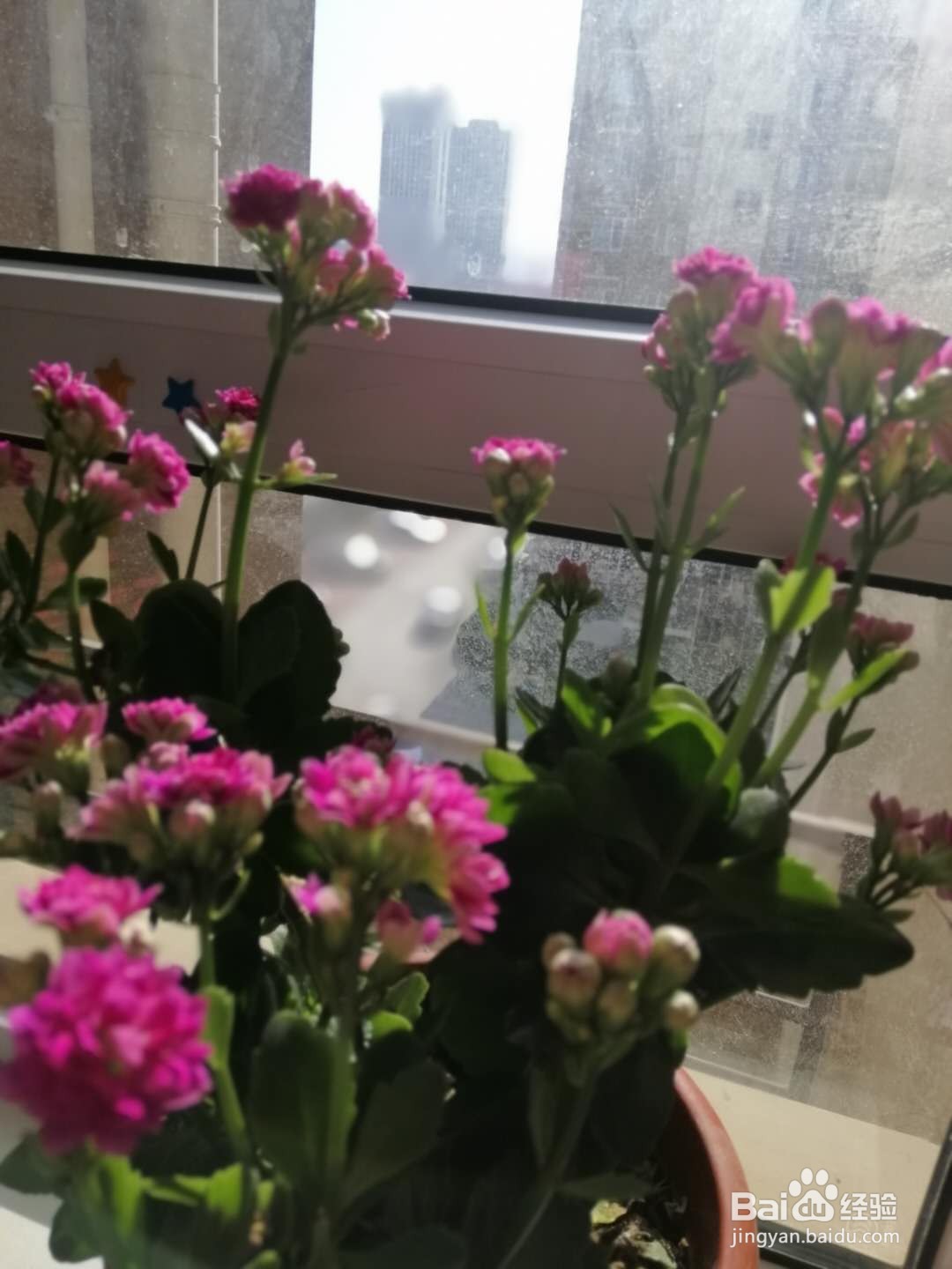 长寿花叶子发红怎么办