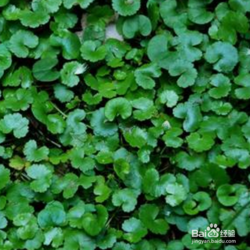 怎样培育天胡荽才会长得好？