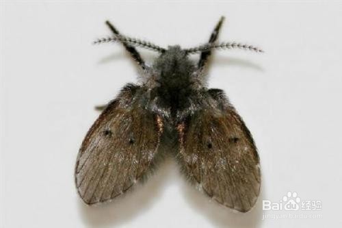 厨房好多小飞虫怎么办