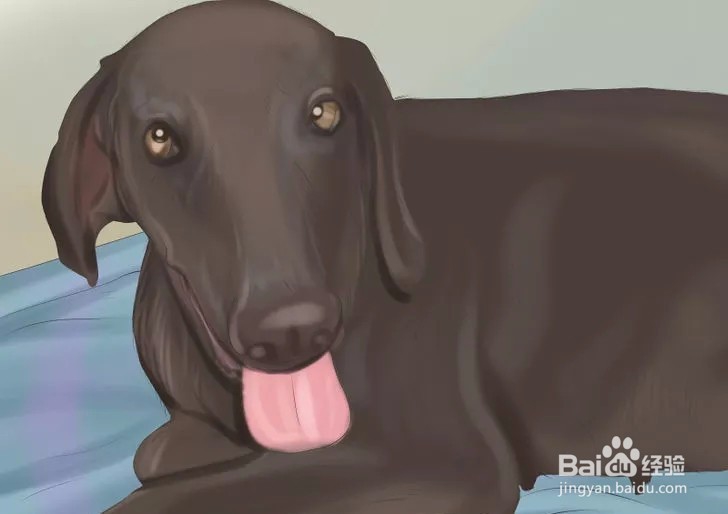 如何确保爱犬产后健康?