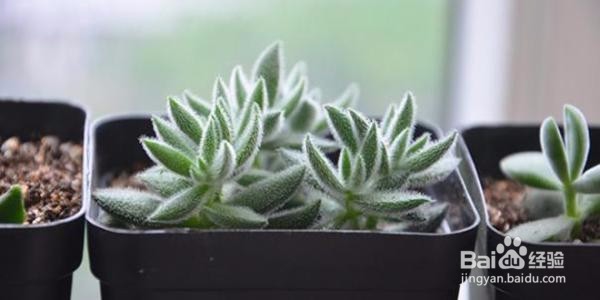 绒针多小苗怎么养