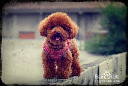 如何应对泰迪犬咳嗽的问题