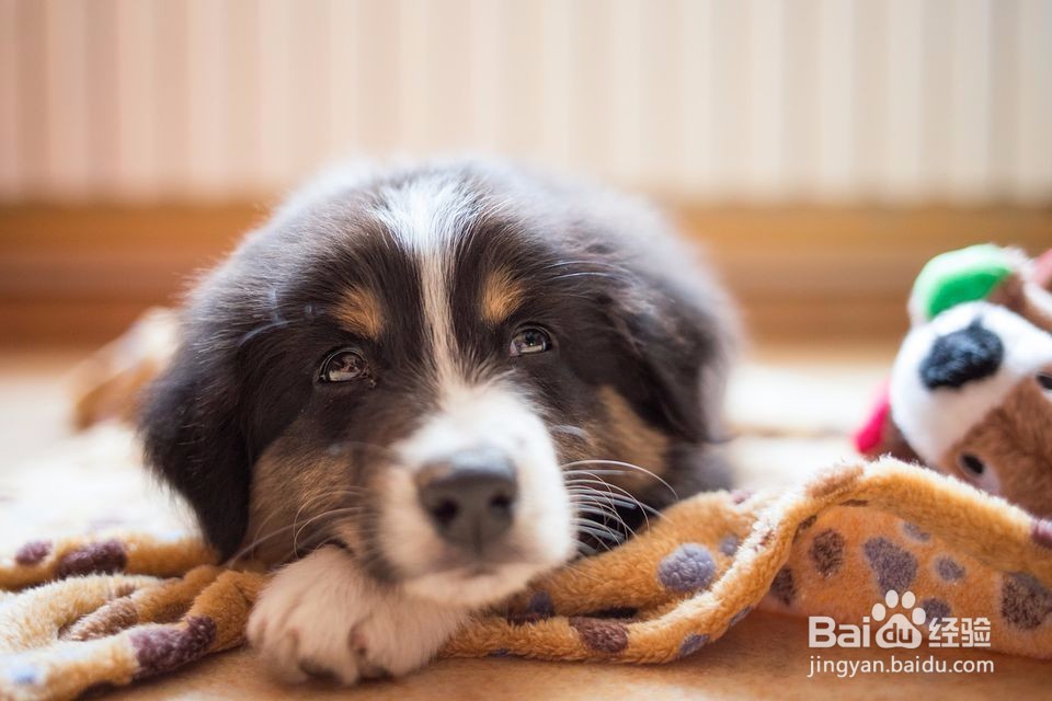 10只准备离开巢的动物