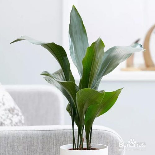 一叶兰不长的原因是什么?