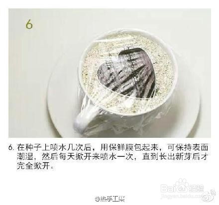 火龙果小盆栽种植