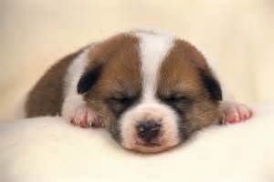 怎样哄你家生病的小狗狗主动吃